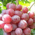 nuevas uvas rojas frescas